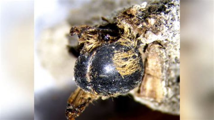 3,000-Year-Old Bees Found Mummified In Their Cocoons