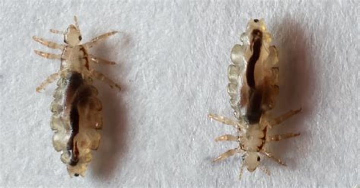 Are head lice asexual?