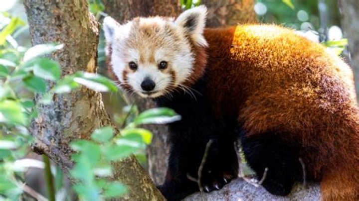 Are red panda related to Fox?