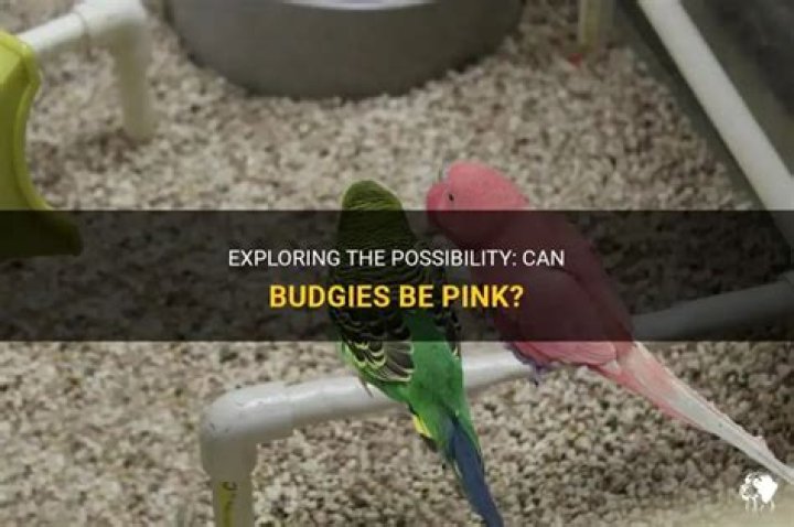 Can budgies be pink