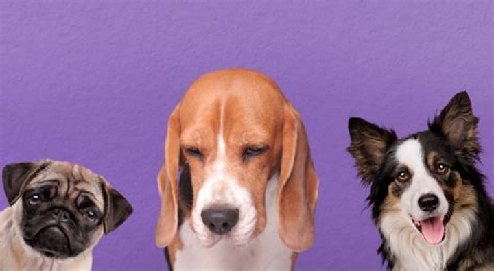 Can I hurt my dog's feelings?