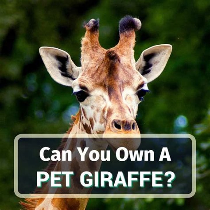 Can I own a giraffe UK?