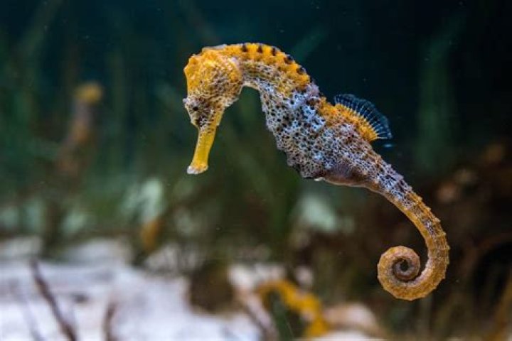 Can u eat a seahorse?