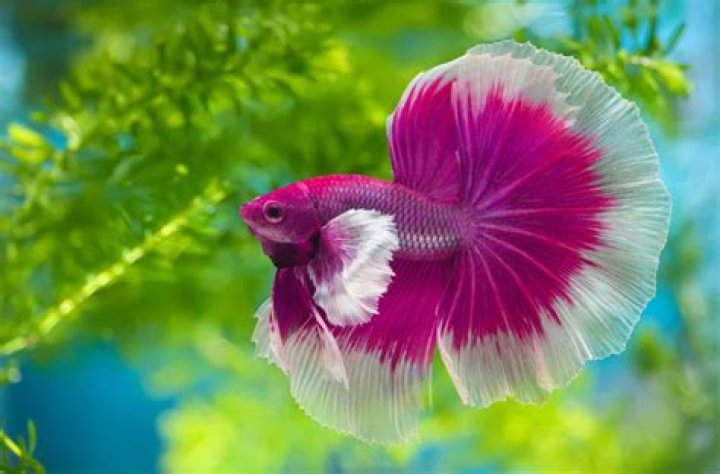 Can you buy betta fish at Walmart?