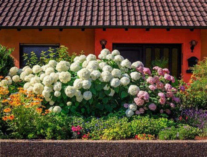 Can you plant hydrangeas close to your house?