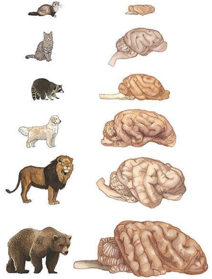 ¿Cuál es el animal que tiene mayor número de cerebros?