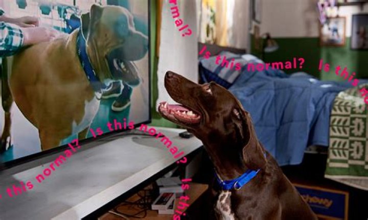 Do dogs like TV noise?