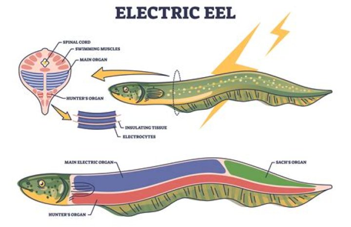 Do eels run out of electricity?