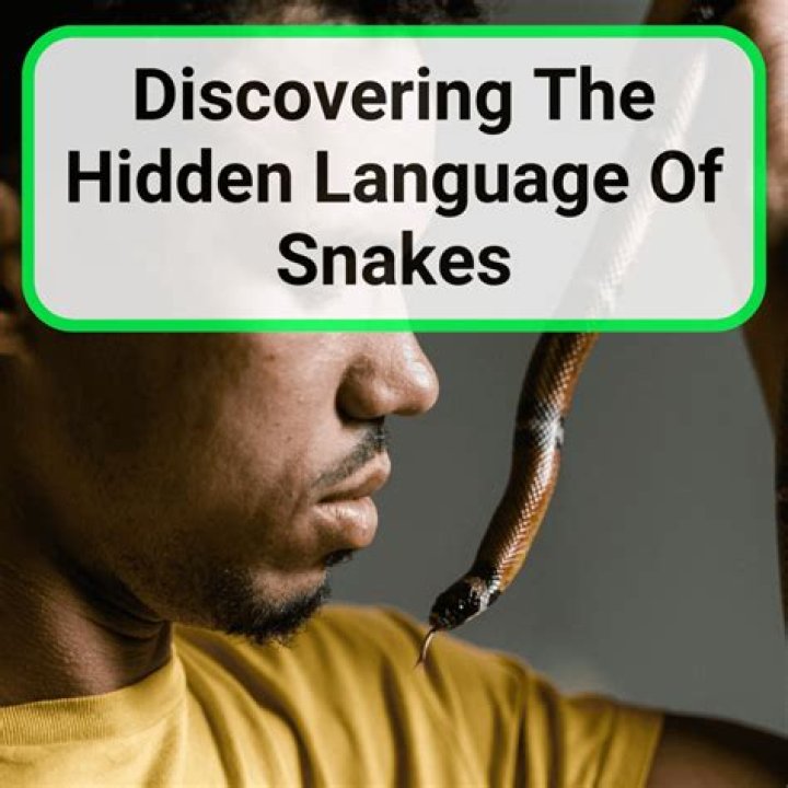 Do snake charmers defang cobras? – Celebrity.fm – #1 Official Stars, Business & People Network, Wiki, Success story, Biography & Quotes