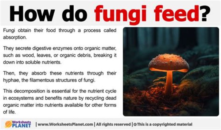 Does fungus feed on zinc?