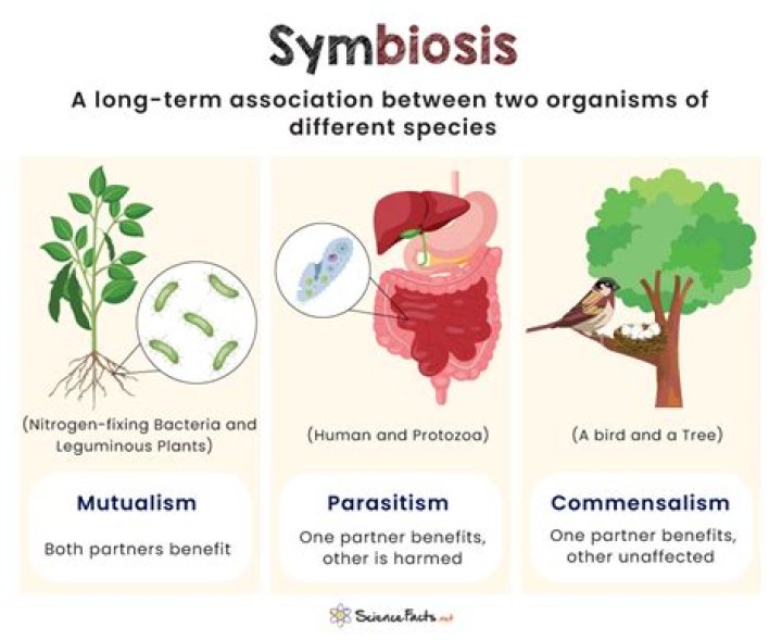 Does Symbiosis have distance learning?