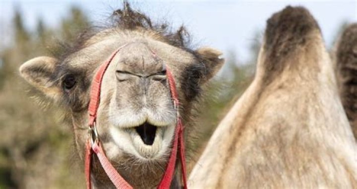 Dozens Of Camels Tossed From Saudi Arabia Beauty Contest Over Botox
