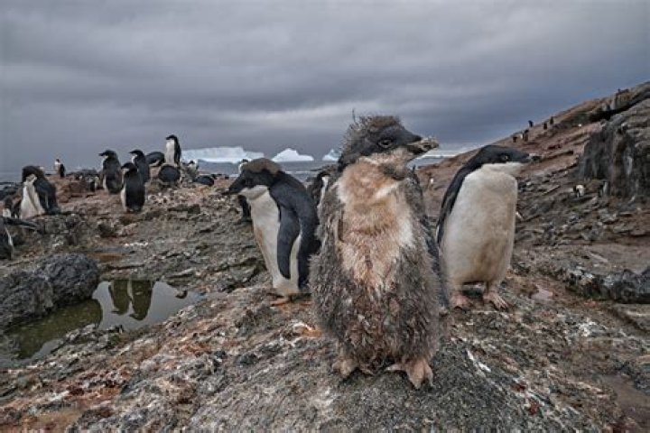 Gas From King Penguin Poop Is Making Scientists 'Completely Cuckoo'