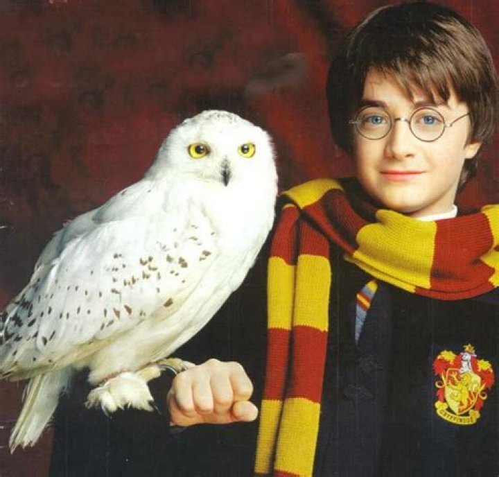 How did Hedwig die in Harry Potter? – Celebrity.fm – #1 Official Stars, Business & People Network, Wiki, Success story, Biography & Quotes