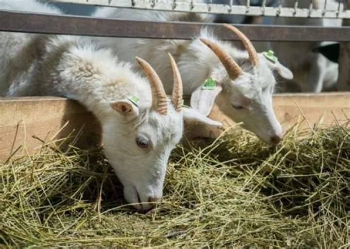 How do you feed goats cheaply?