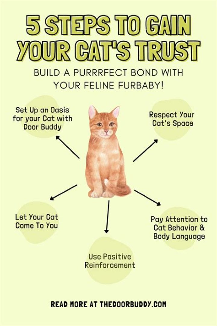 How do you gain a cat's trust?