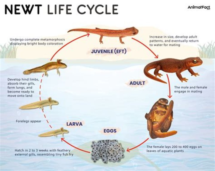 How many newts do Hogwarts students take? – Celebrity.fm – #1 Official Stars, Business & People Network, Wiki, Success story, Biography & Quotes