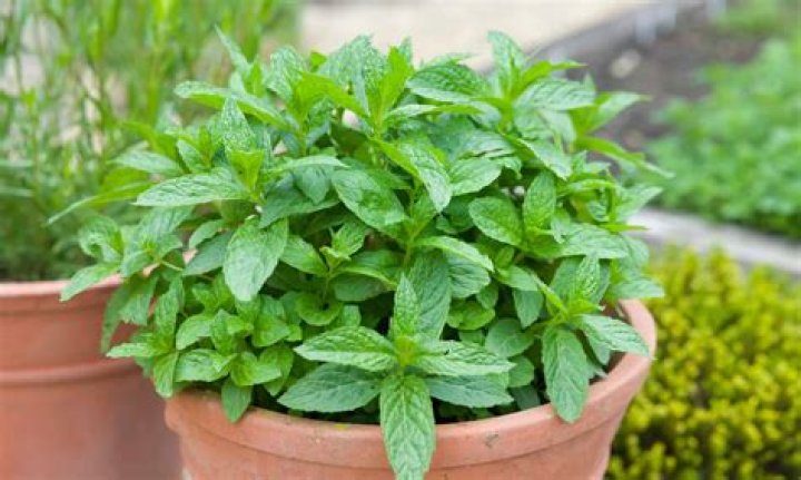 How much does mint make a year?