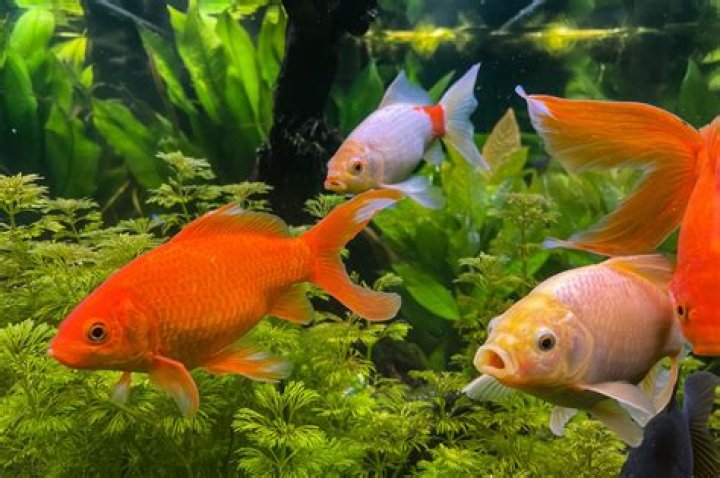 How often should you change a goldfish's water?