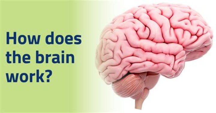 How our brain works when we study?