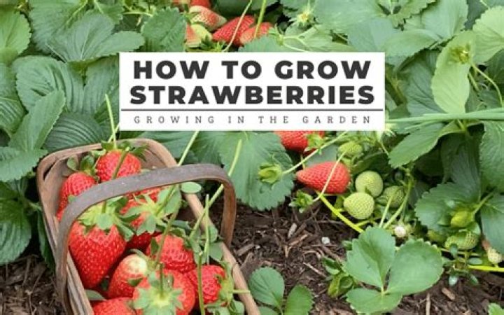 How to grow strawberries in seattle
