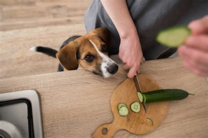 How to prepare vegetables for dogs