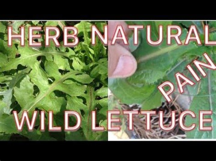 How to prepare wild lettuce