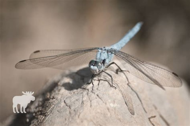 How to tell if a dragonfly is dying