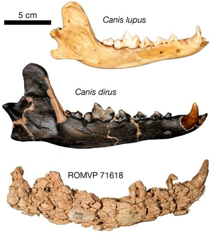 Ice Age Fossils Of Bear And Wolf-Like Species Found In Mexican Cave