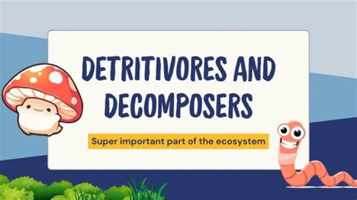 Is a scavenger a decomposer?