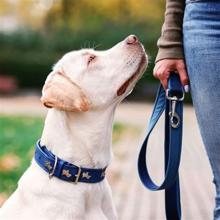 Is blood in dog stool an emergency?