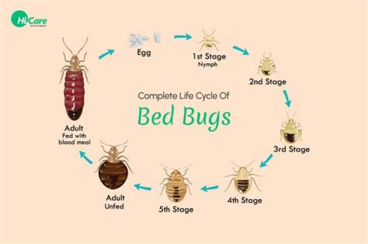 Is it possible to only have 2 bed bugs?