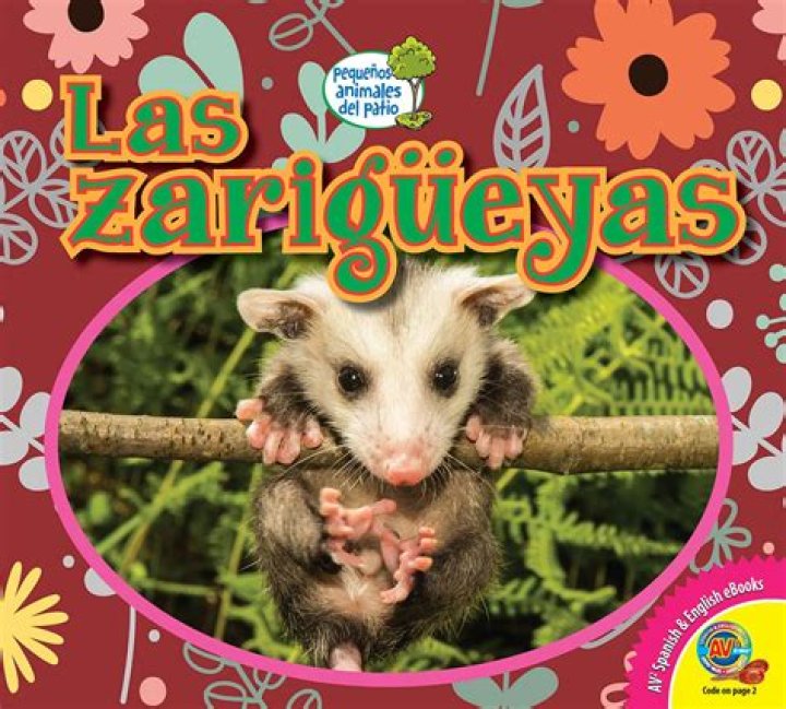 ¿Las zarigüeyas comen gatos? – Celebrity.fm