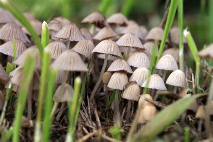 Magic Mushrooms Grow Inside Man Who Used Them Intravenously