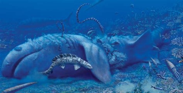 Scientists Discover Remains Of Terrifying, Eel-Like Prehistoric Shark