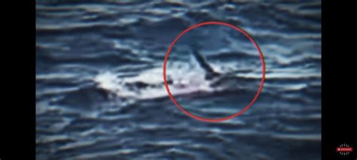 Simon Nellist Fiance Jessie Ho And Facebook- Shark Attack Video Of Australian Man Biiten Half On Reddit