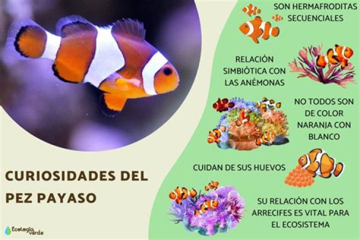 ¿Todos los peces payaso nacen machos? – Celebrity.fm