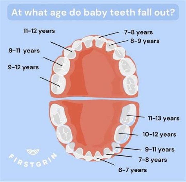 What age do teeth stop falling out?