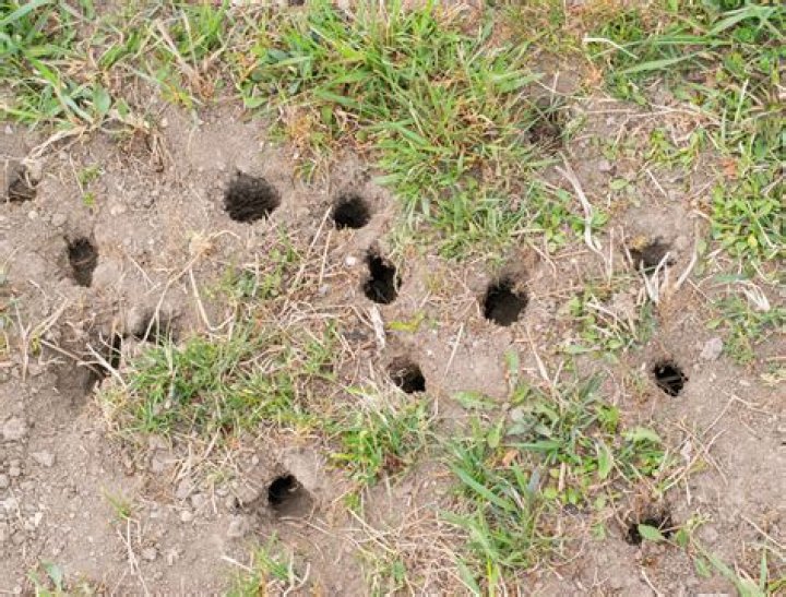 What animal makes small round holes in the ground?