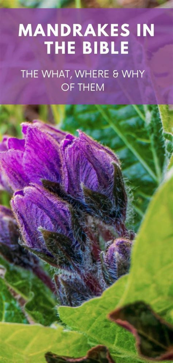 What are mandrakes mentioned in the Bible? – Celebrity.fm – #1 Official Stars, Business & People Network, Wiki, Success story, Biography & Quotes