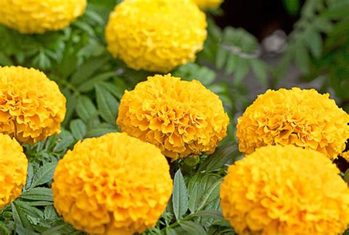 What are marigolds good for?