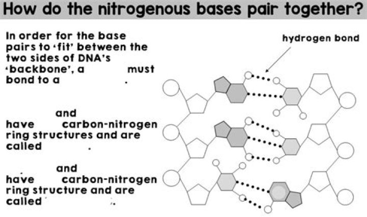 What are the 4 nitrogen bases and what do they each pair with?