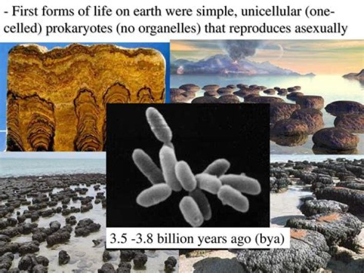 What are the features of earliest organism?