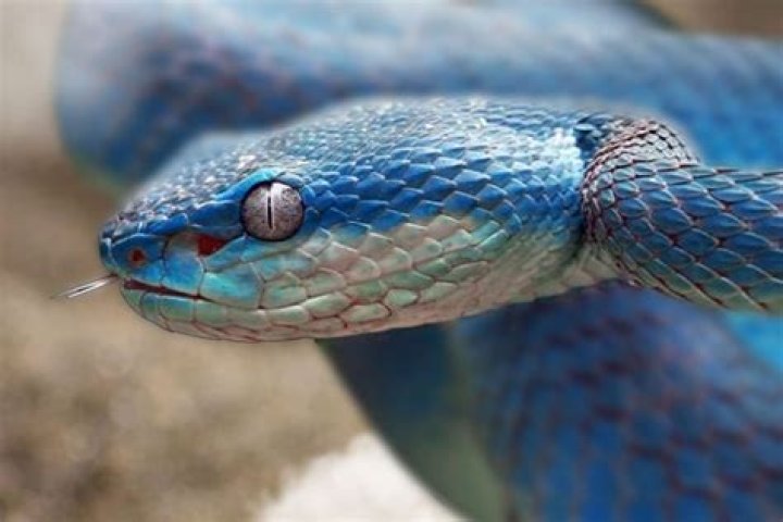 What colors do snakes see?