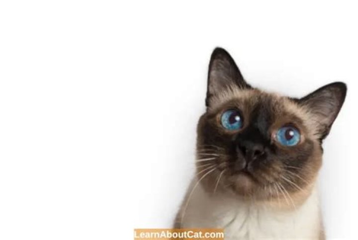What Do cats think about when they stare?