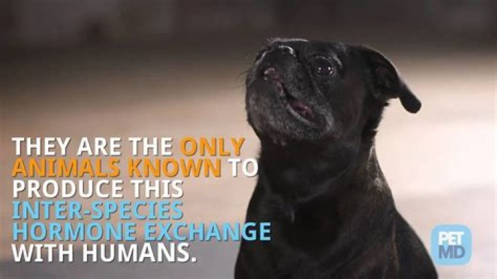 What do dogs think we are?