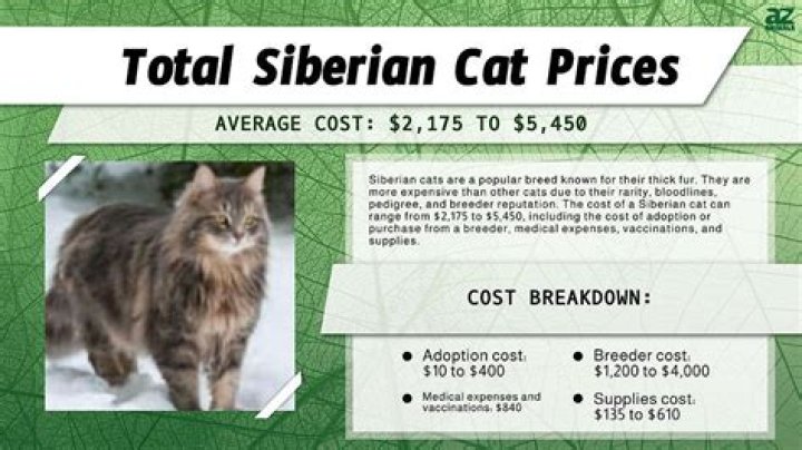 What does a Siberian cat patronus mean? – Celebrity.fm – #1 Official Stars, Business & People Network, Wiki, Success story, Biography & Quotes