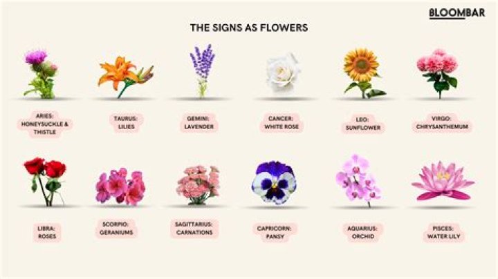 What flower is associated with Medusa?