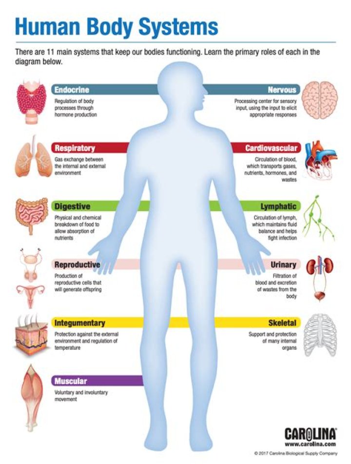 What is a rim human body?