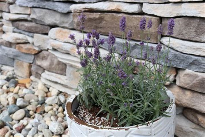 What is the white foam on my lavender plants?